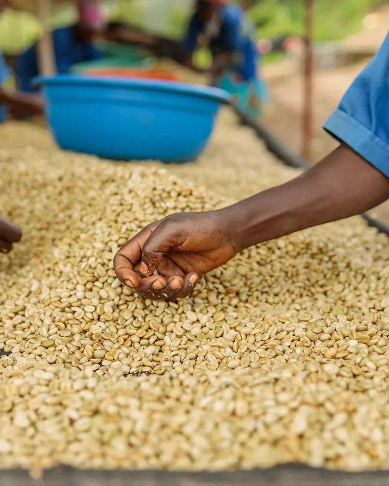 Washed Guji Farm