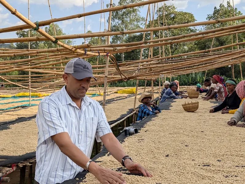 Ethiopian Coffee Harvest 2026: What We Found on the Ground This January