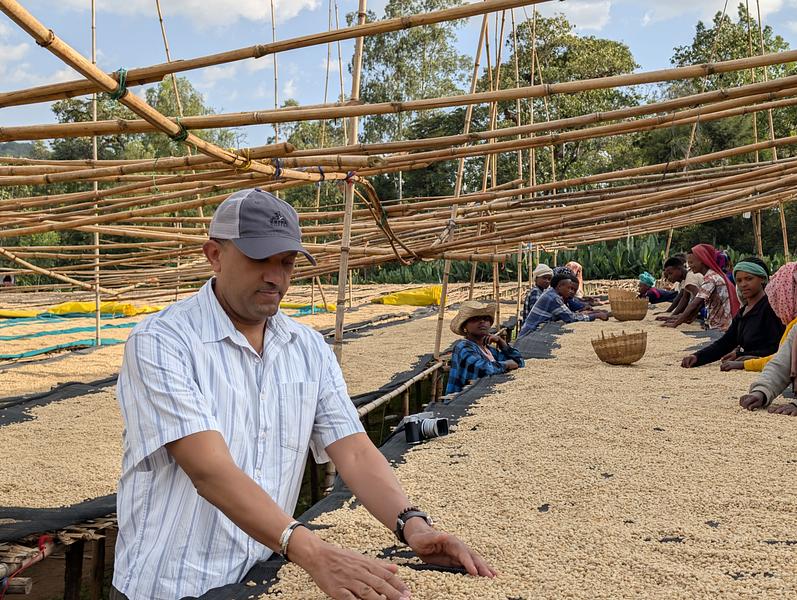 Ethiopian Coffee Harvest 2026: What We Found on the Ground This January