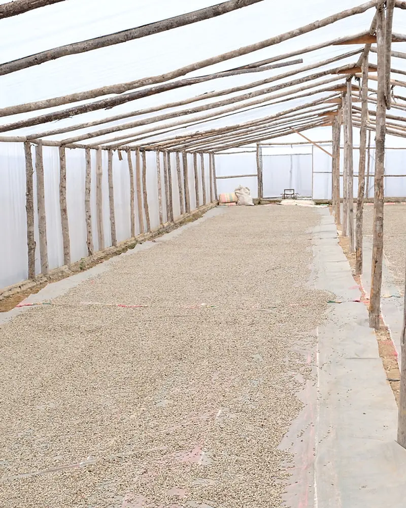 SUMATRA | CV. Kuala Bengi Farm