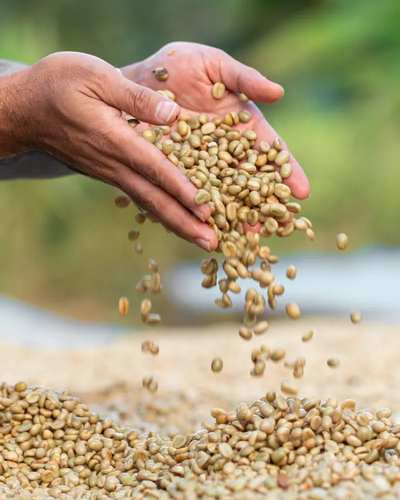 Washed Sidama  Farm