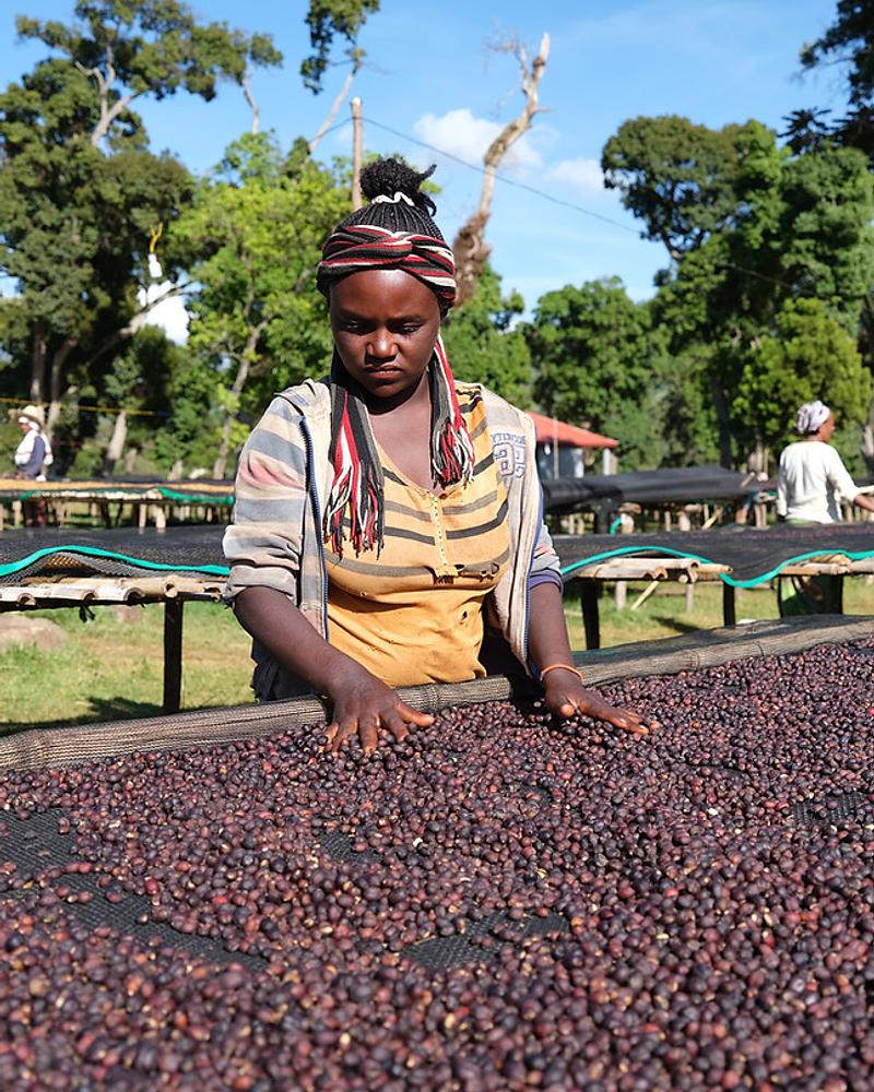 Natural Guji ARDI Farm